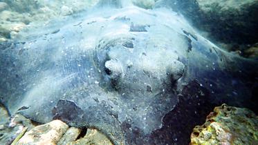 rays-of-the-bay.jpg
