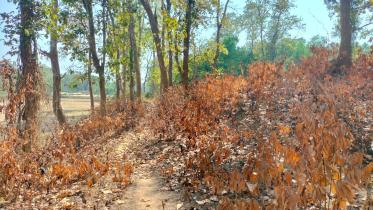 Bangladesh forest fires