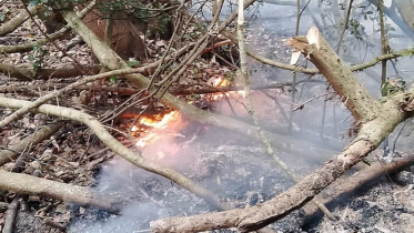 Sundarbans forest fire