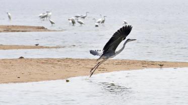 majestic-wading.jpg
