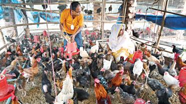 poultry-businesses.jpg