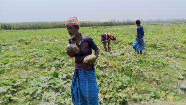 pumpkin-teesta-char-lalmonirhat.jpg