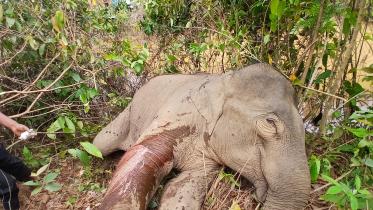 elephant_2.jpg