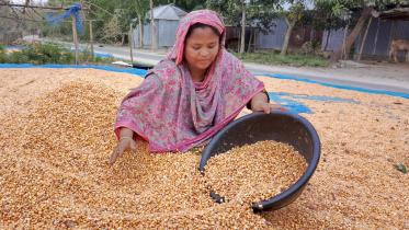maize-cultivation.jpg