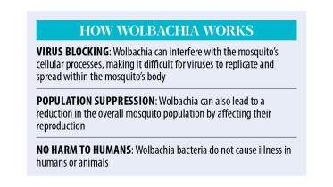 mosquito-good.jpg