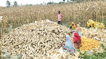 maize-farmers-1.jpg