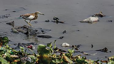 River pollution