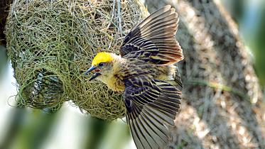 nest.jpg