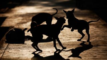 stray_animals.jpg