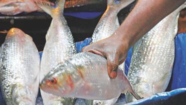 hilsa.jpg