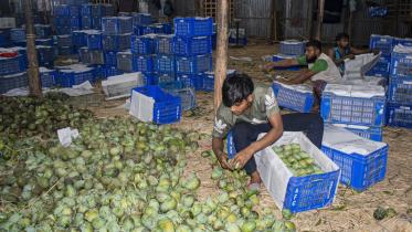 Bangladesh’s mango boom at risk without urgent attention