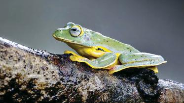 frog.jpg