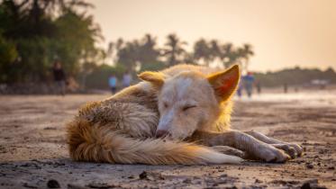 dog