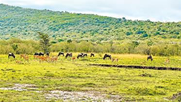 maasai-mara8.jpg