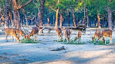 khulna-sundarbon-picture-7.jpg