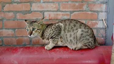 brac_cat.jpeg