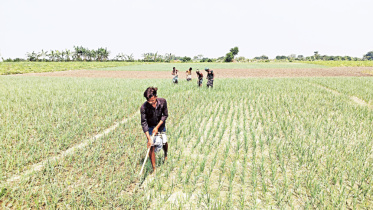 onion-farmers-new.jpg