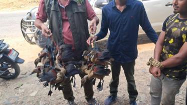 wild_bird_hunt_1.jpg