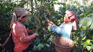 hill-cofee-farming.jpg
