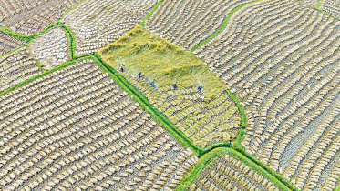 aman-paddy-in-chapainawabganj-sadar.jpg