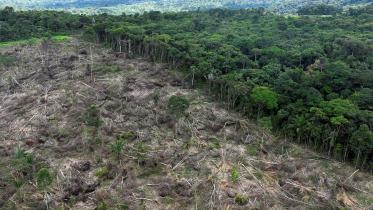 amazon-brazil.jpg