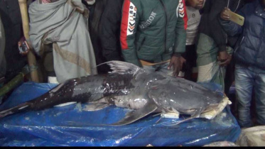 fish fair_88a0.jpg