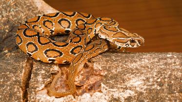 russell-viper