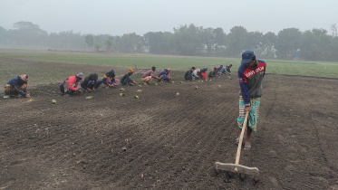 Edited--Faridpur Onion Farming.jpg