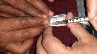 gotali fish