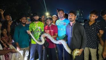 burmese python.jpg