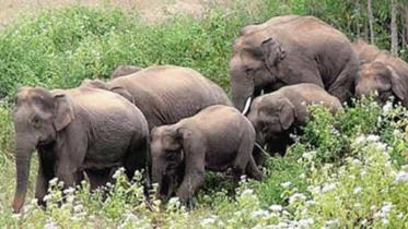 elephant