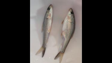 gotail-fish_7d86.jpg