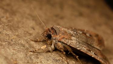 Soft-moth.jpg