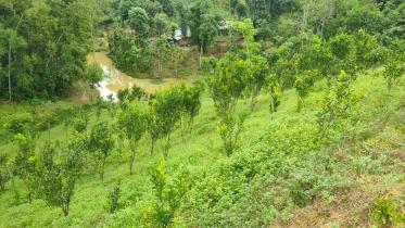 fallow land.jpg