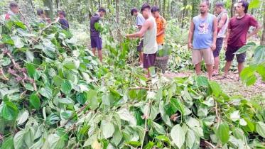 betel.jpg