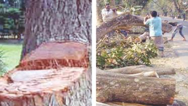 valuable-trees.jpg