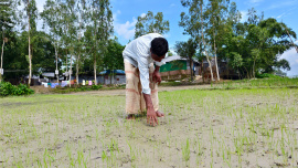 Croplands-buried-under-sand.jpg