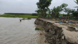 Erosion by the Padma and Arial Khan rivers intensifies across Sadarpur, swallowing homes, roads and cropland almost every day. Photo: Star