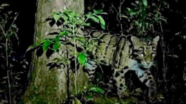 fishing cat.jpg