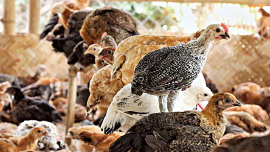 chicken-meat.jpg