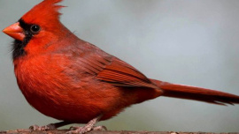 Birds-1-web.jpg