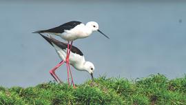Birds.jpg