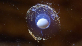 Dragon egg-ABC News.jpg