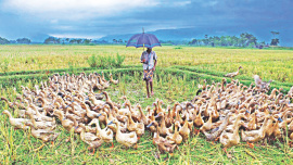 ducks.jpg