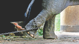 elephant.jpg
