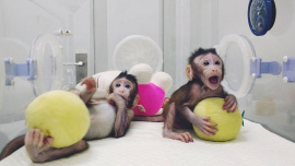 monkey.jpg