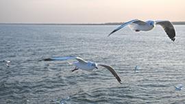 Seagulls.jpg
