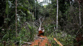 tree.jpg