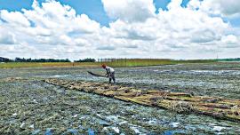 faridpur_jute.jpg
