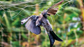 dead_bird.jpg